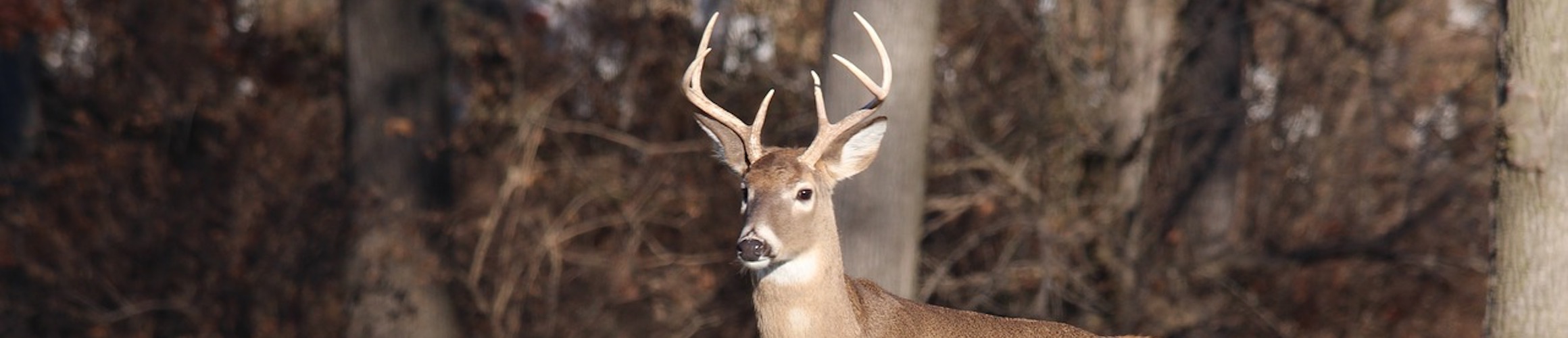 Deer 1